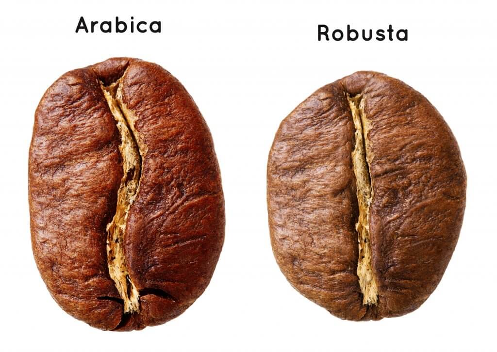 Warum Kaffeeliebhaber umsteigen arabica robusta unterschied der bohnen